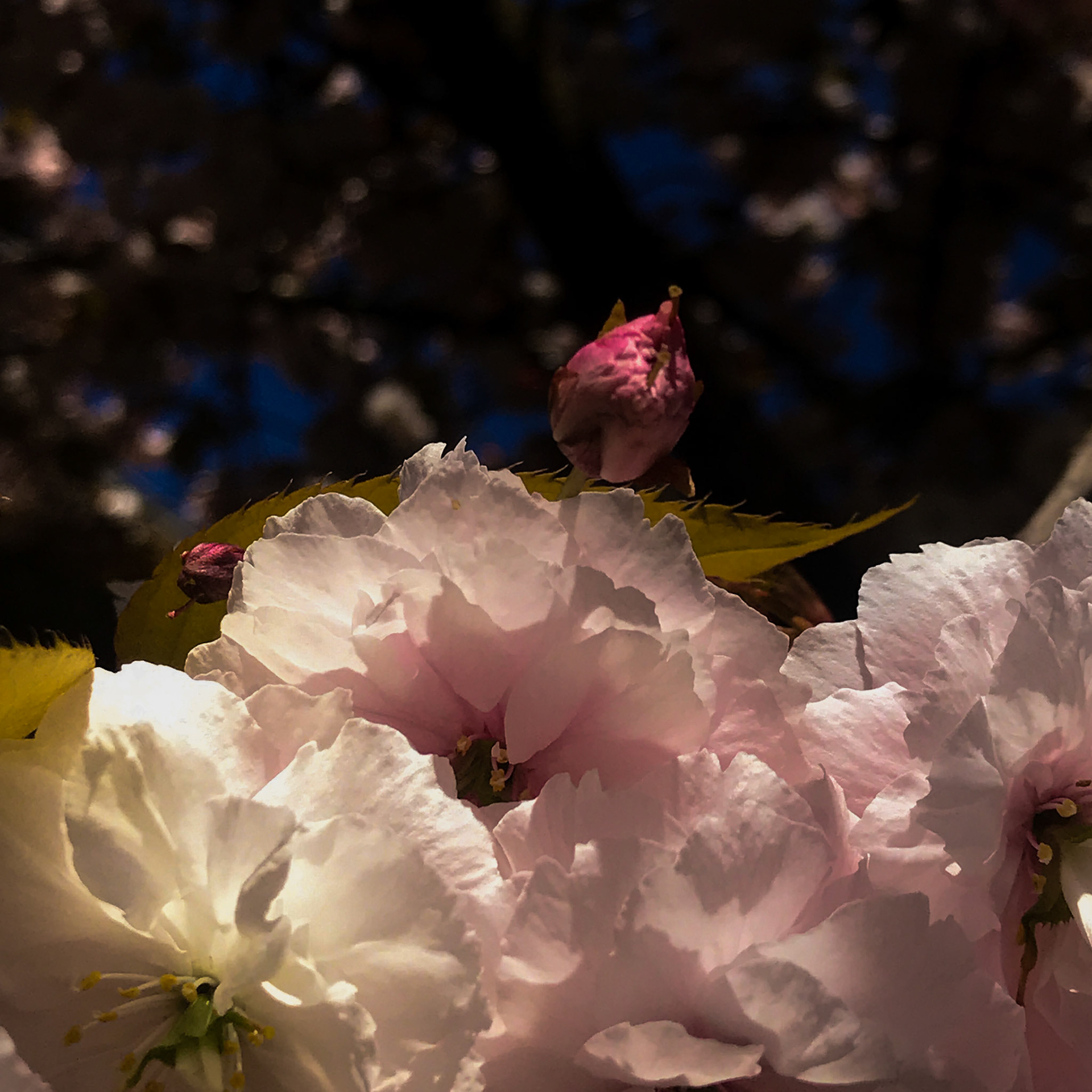Pink delights.