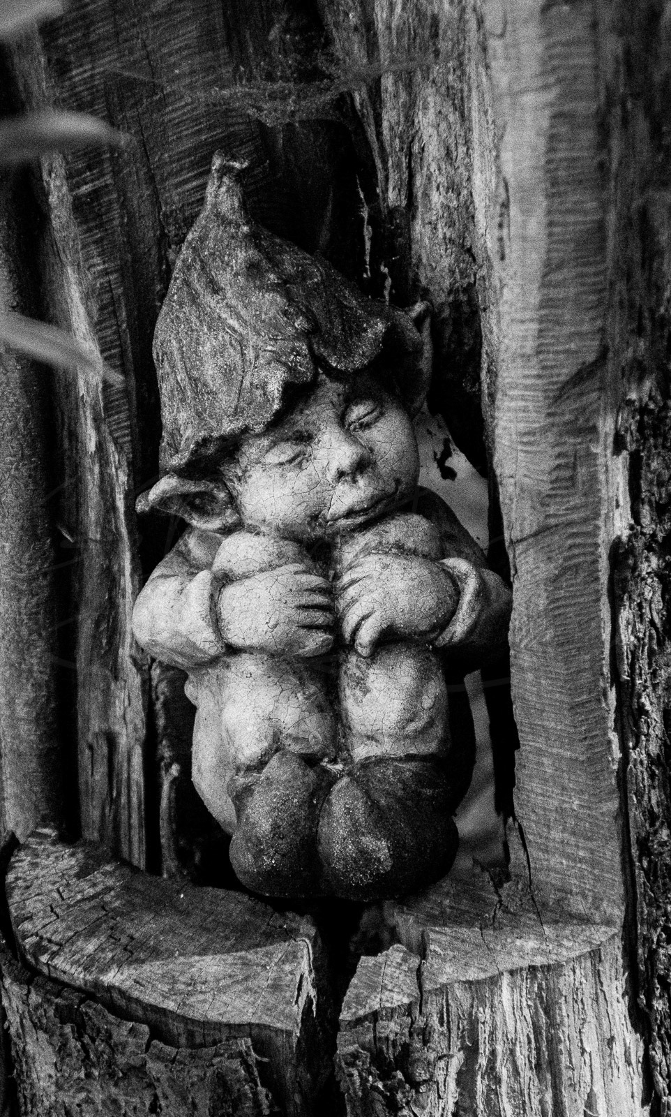 Gnome in a tree