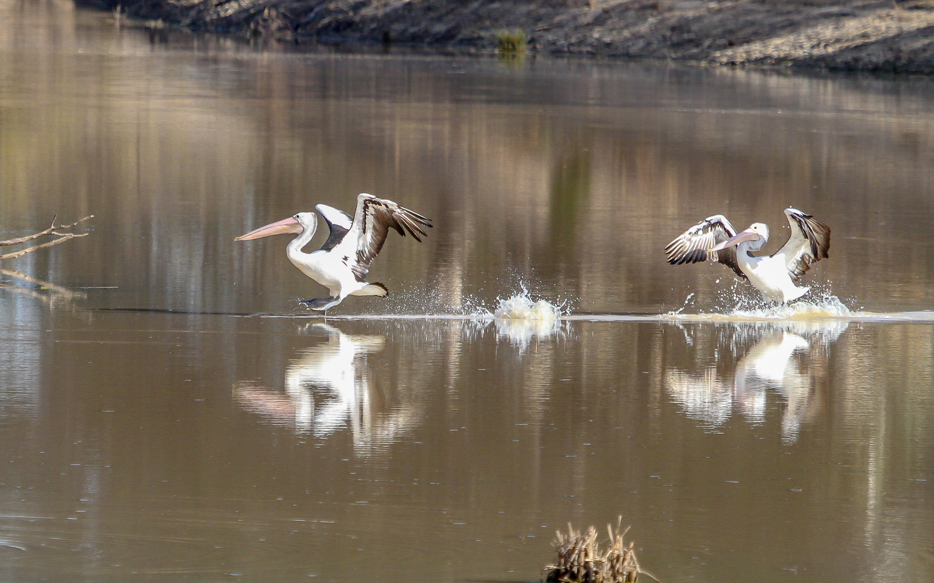 Pelicans at Menindee