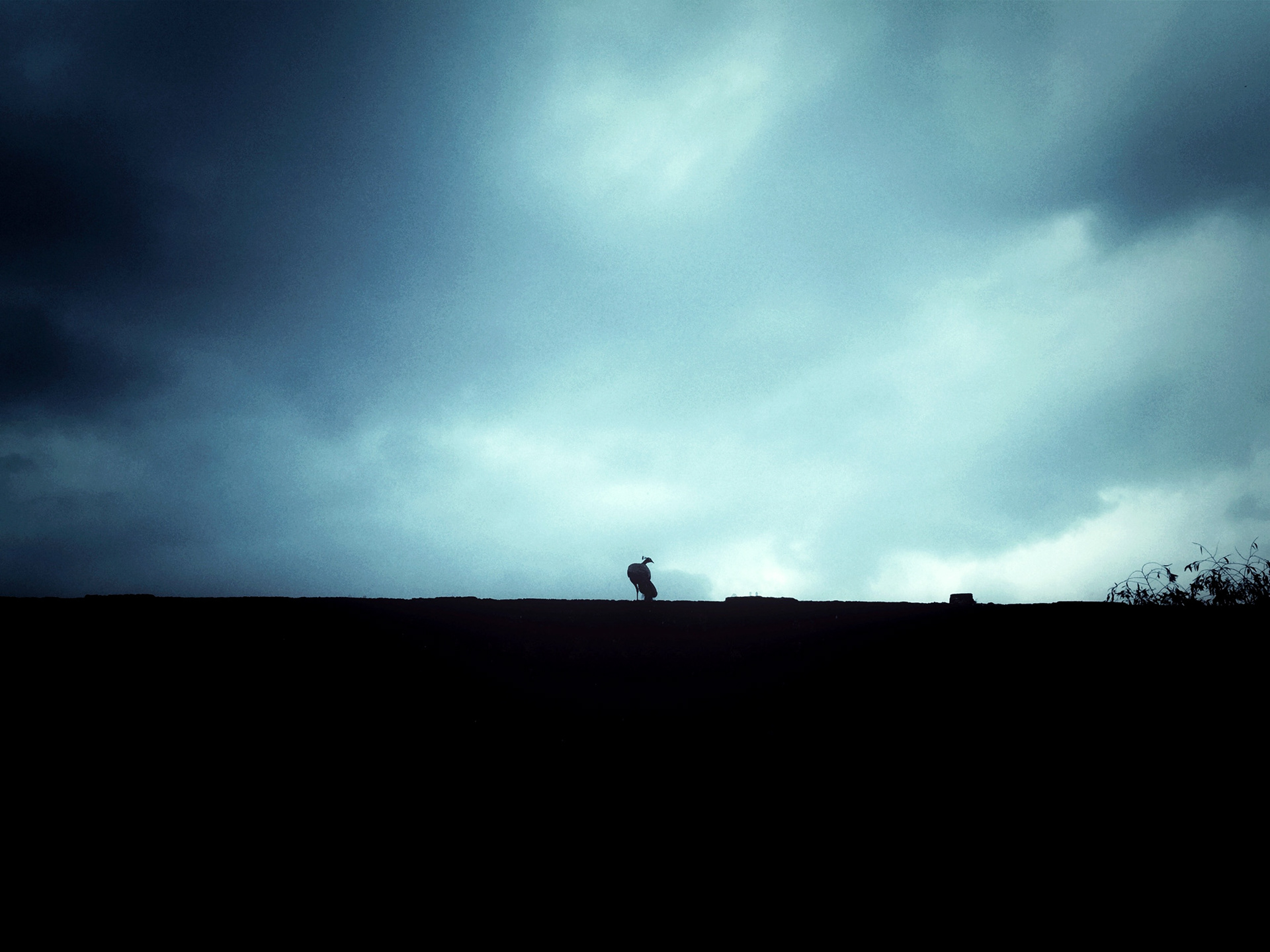 Peacock. Mangalore, 2016