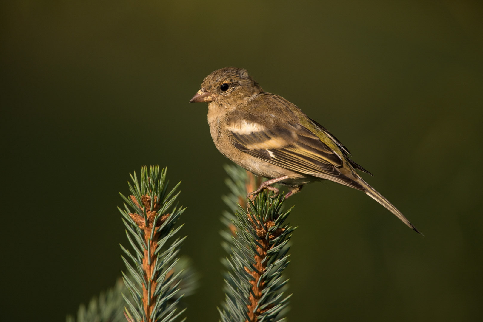 Common chaffinch sitting on a branch