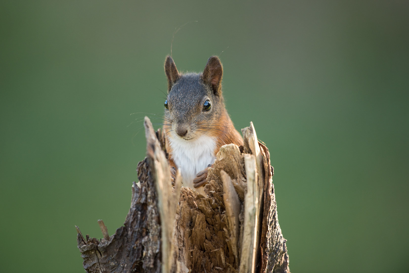 Eurasian red squirrel sitting  on a stump of a tree