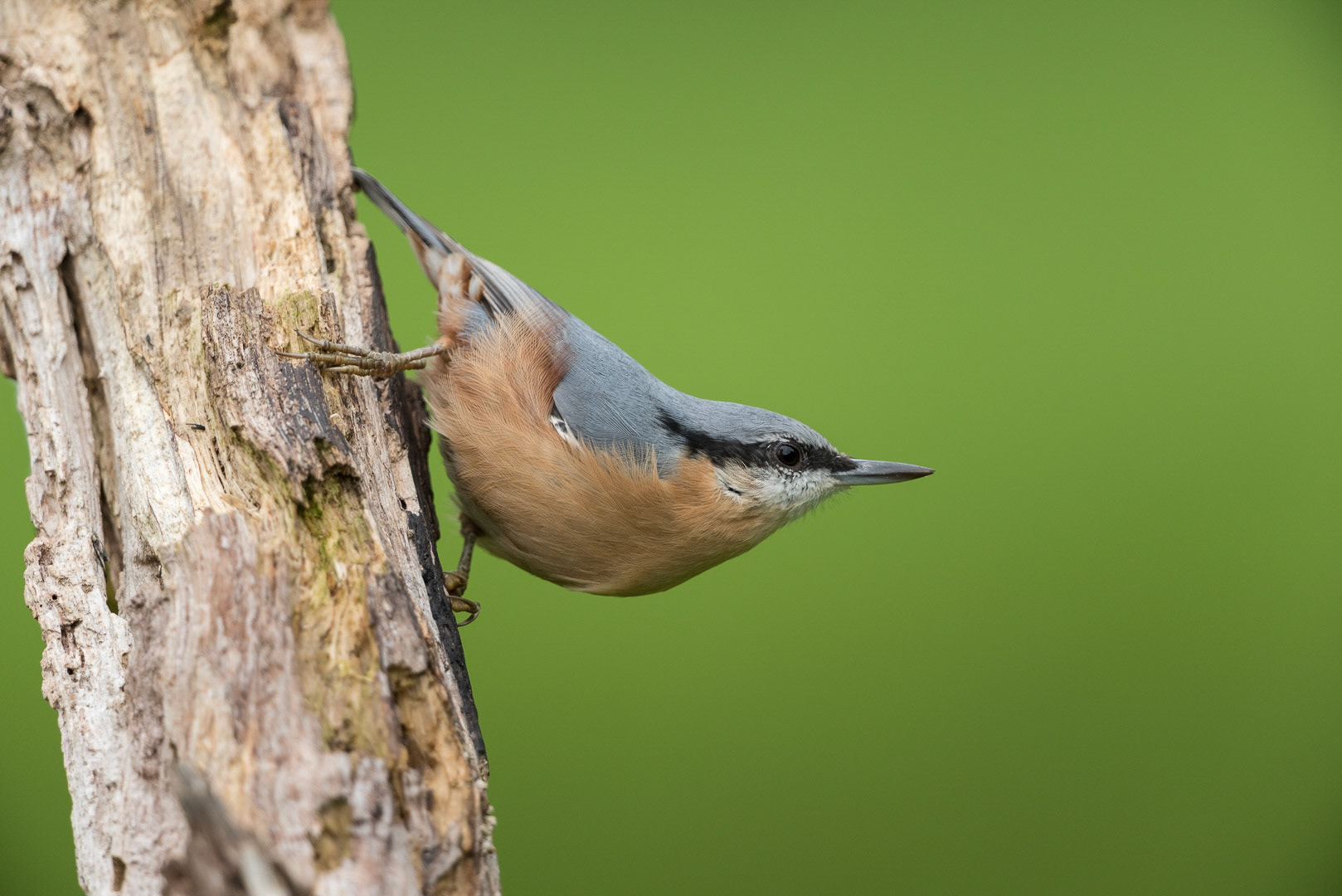 Eurasian nuthatch sitting on a branch