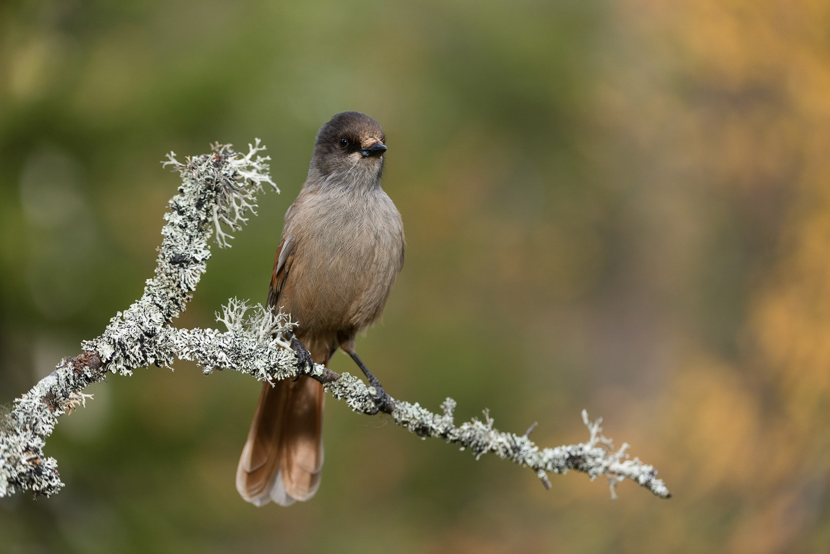 Siberian jay sitting on a branch