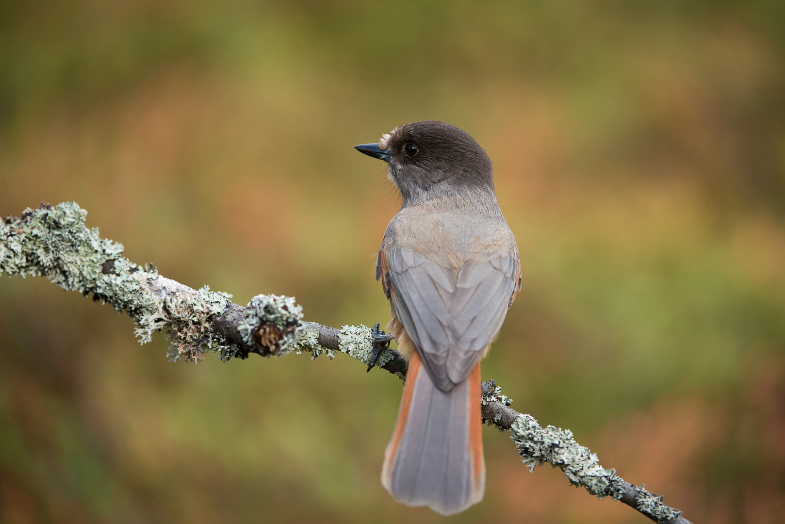 Siberian jay sitting on a branch