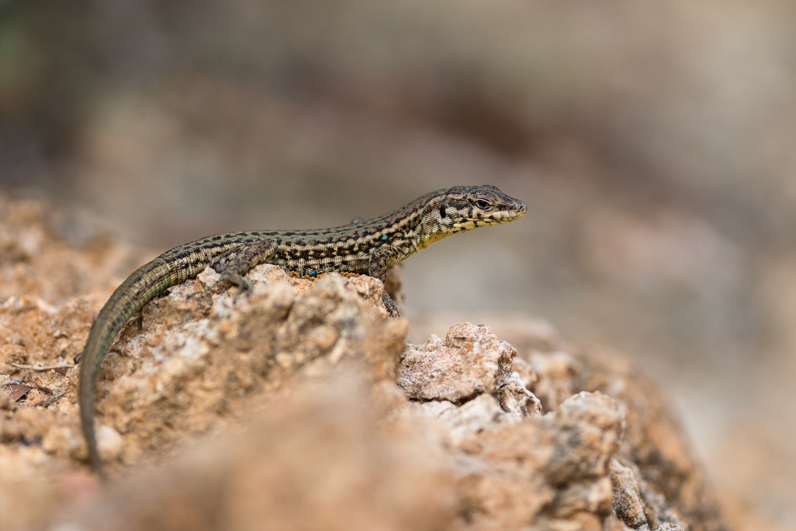 Tyrrhenian wall lizard on a rock
