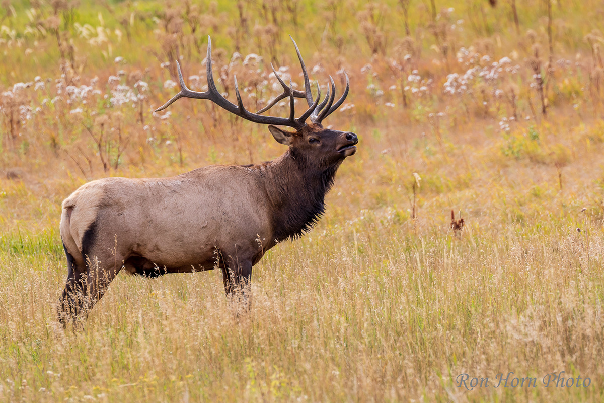 Ron Horn - Moose, Caribou, Elk & Deer