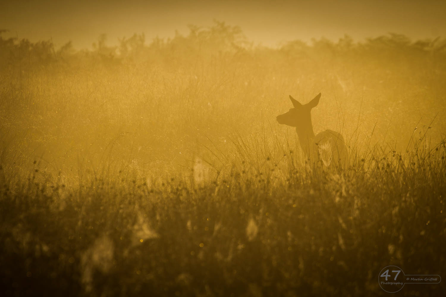 Morning Light