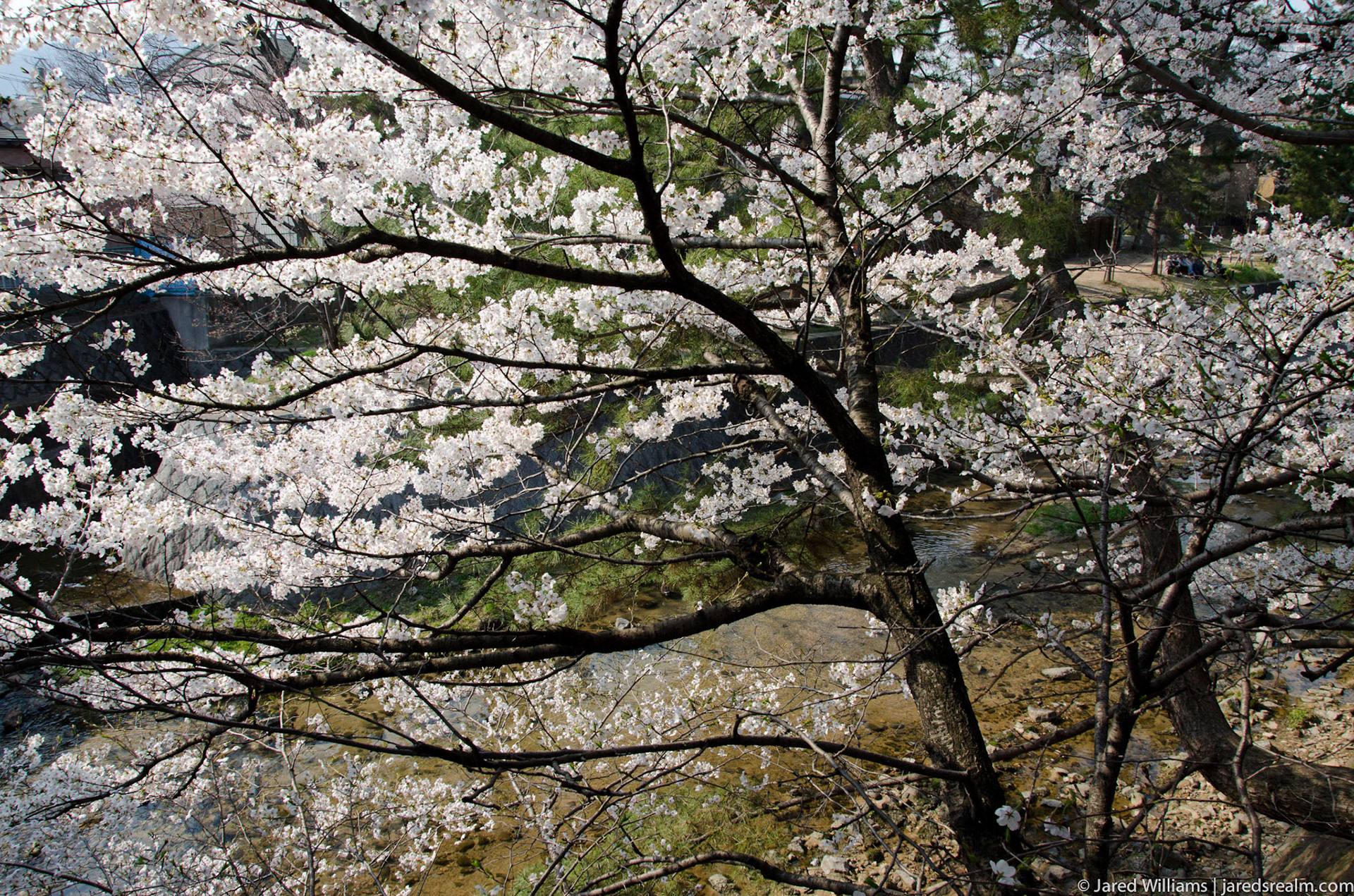 Jareds Realm Shukugawa Nishinomiya Japan 西宮市夙川