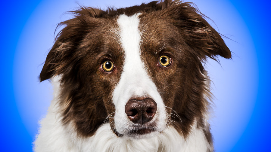 Samantha Behrens Portraits