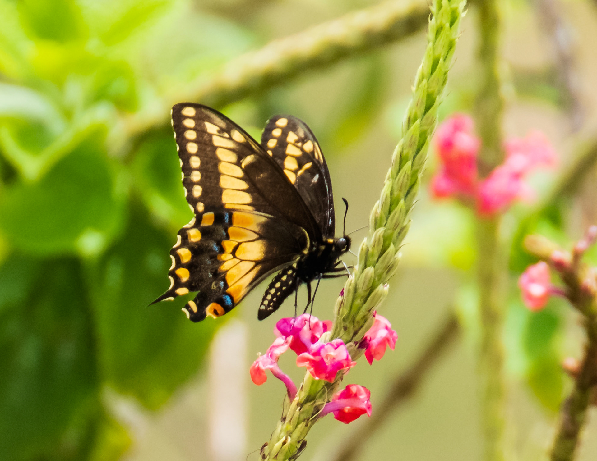 Swallowtail Butterfly
