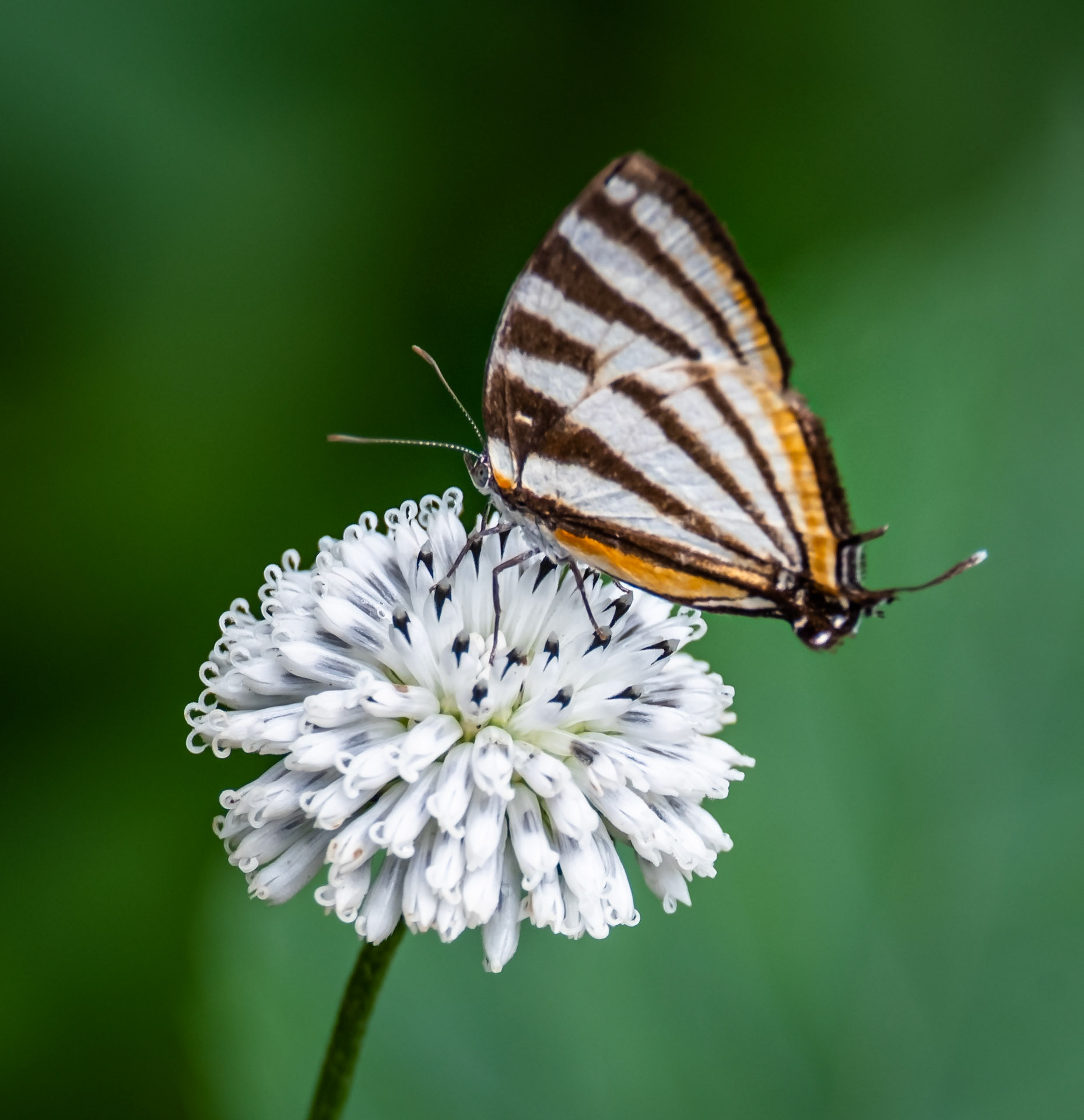 Hairstreak butterfly