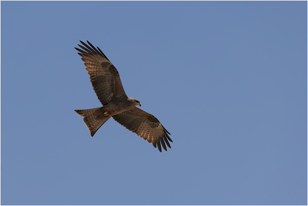 Black Kite in flight - Ngorongoro Crater, Tanzania