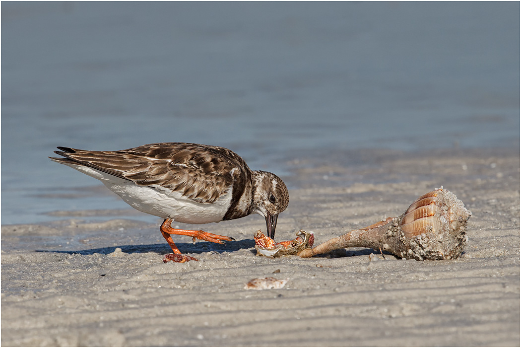 Ruddy Turnstone, Winter plumage, Florida, USA