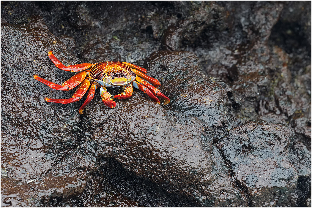 Sally Lightfoot Crab, Galapagos Islands