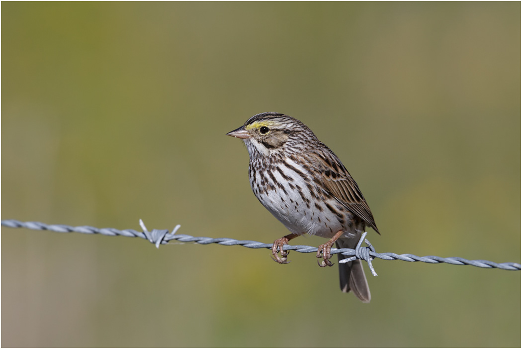 Savannah Sparrow, Florida, USA