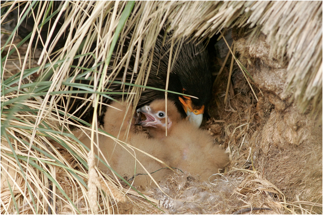 Striated Caracara with chicks