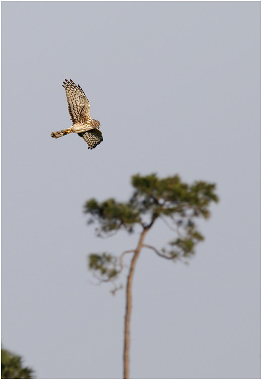 Northern Harrier, Florida, USA