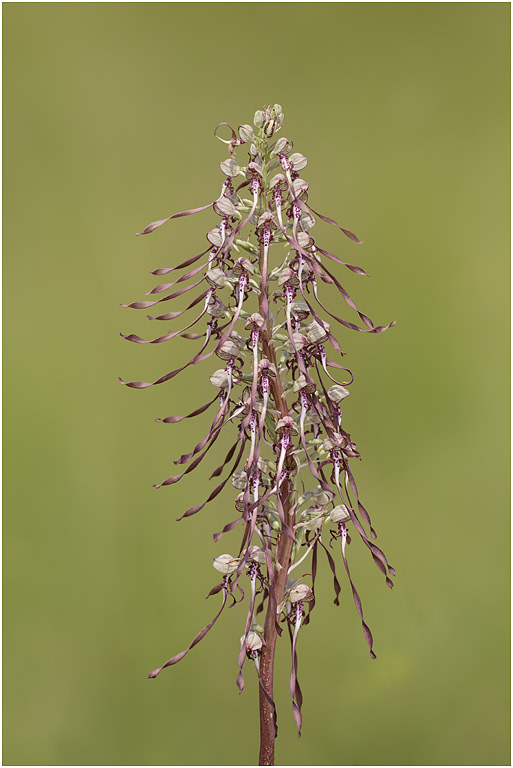 Lizard Orchid