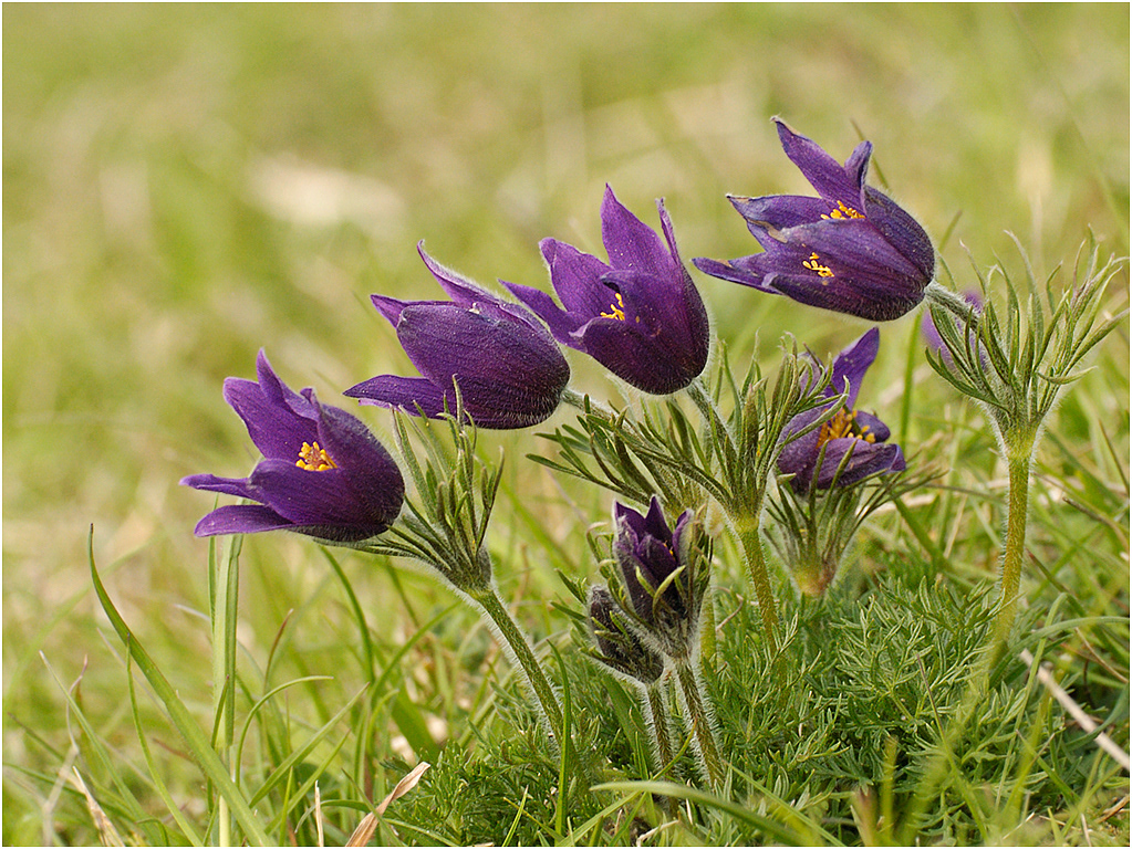 Pasqueflower