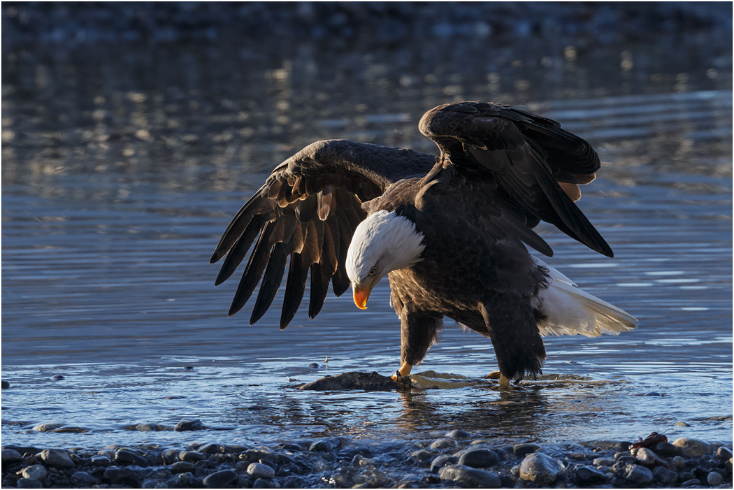 Bald Eagle with fish, Chilkat River, Alaska
