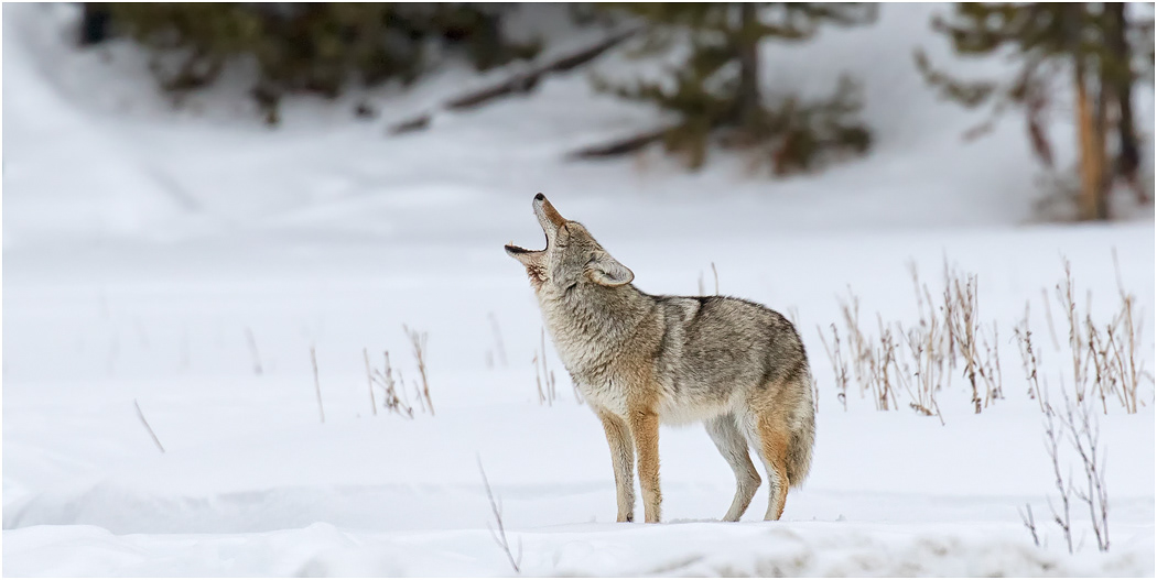 Coyote howling, Yellowstone NP, USA