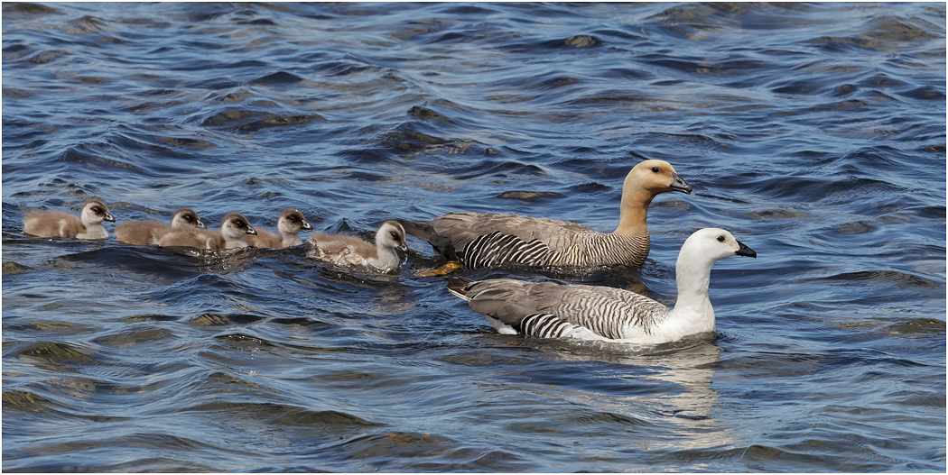 Upland Goose family