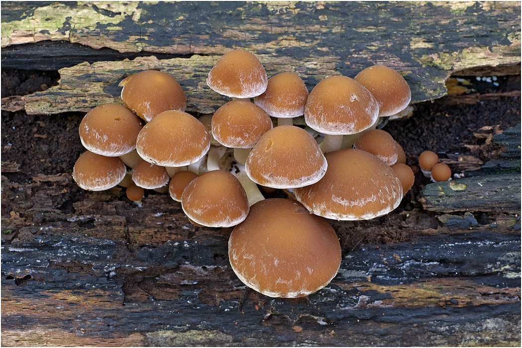 Common Stump Brittlestem