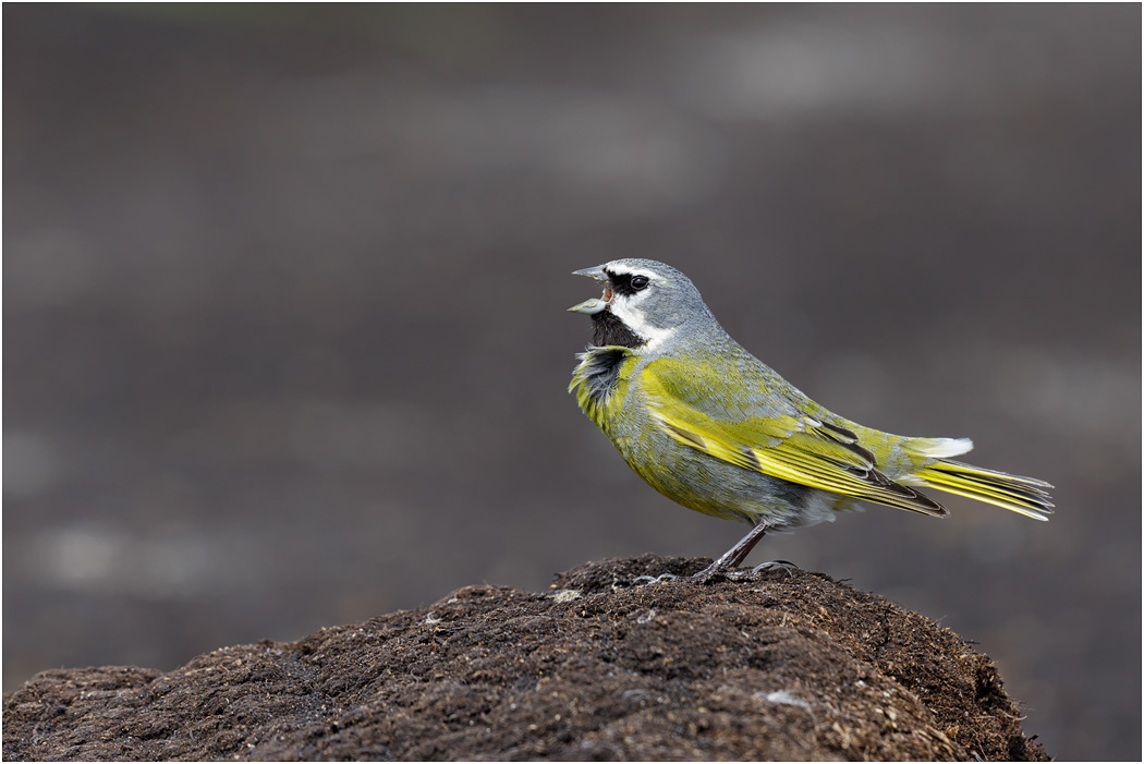 White-bridled or Black-throated Finch