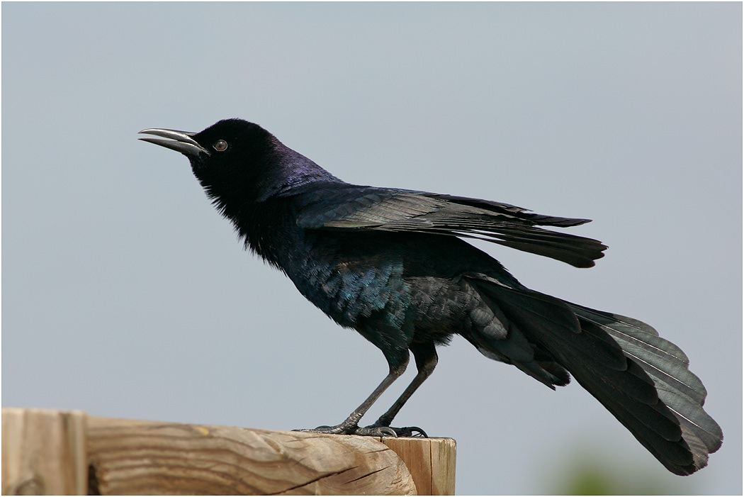 Boat-tailed Grackle, Florida, USA