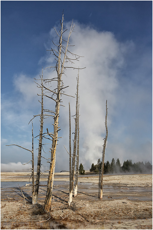 Skeletal Trees, Lower Geyser Basin, Yellowstone