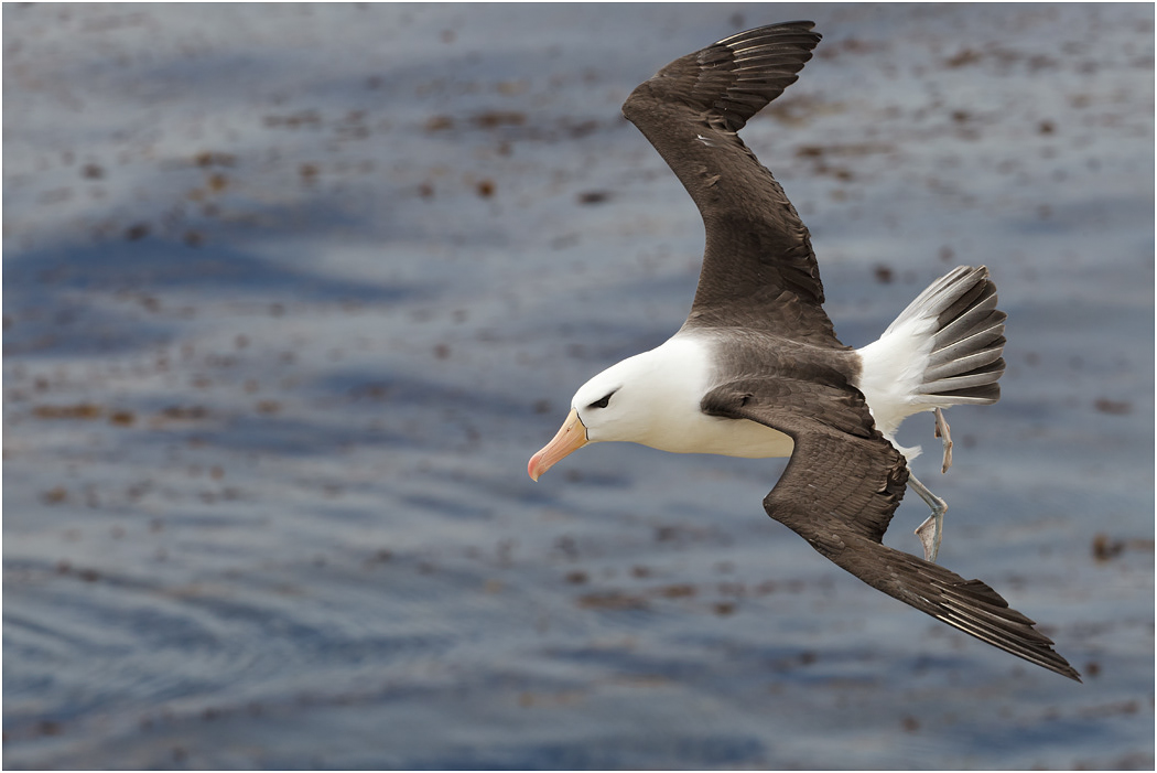 Black-browed Albatross