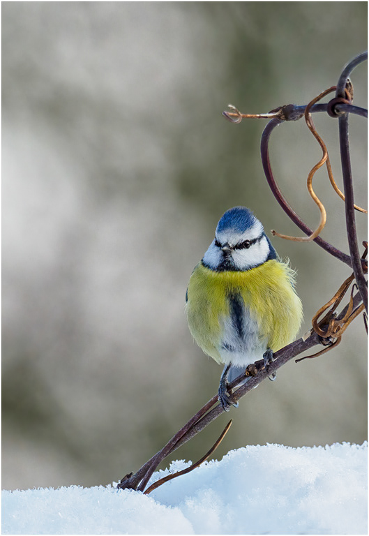 Blue Tit in winter
