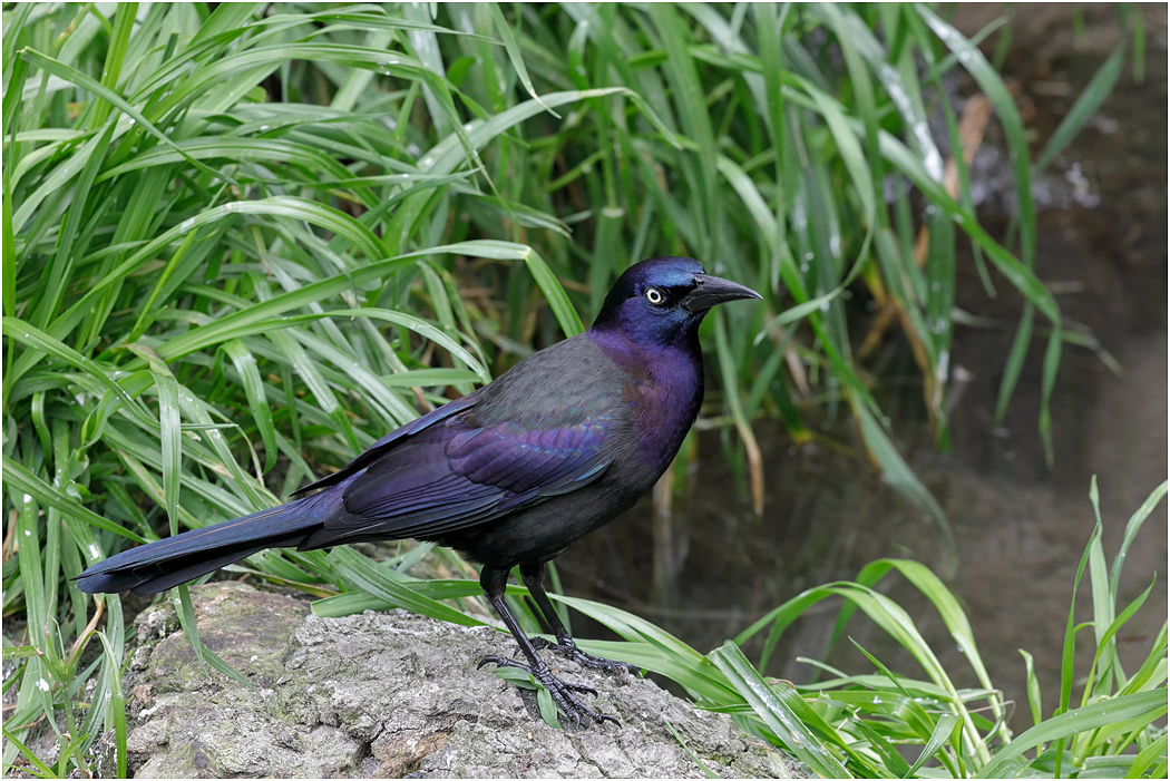 Common Grackle, Florida, USA