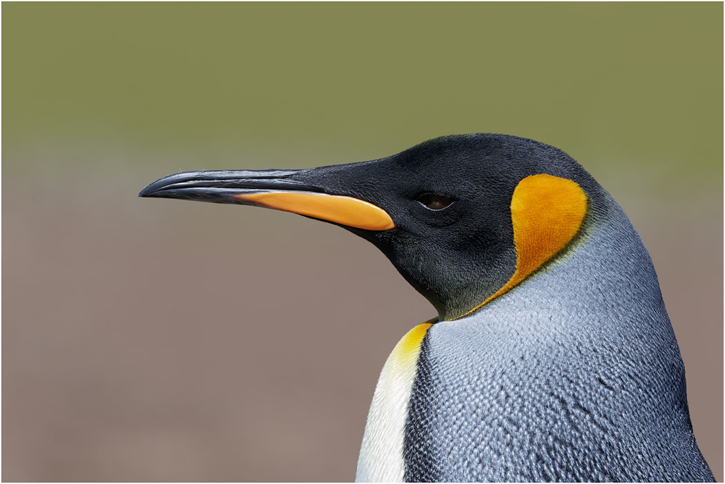 King Penguin portrait