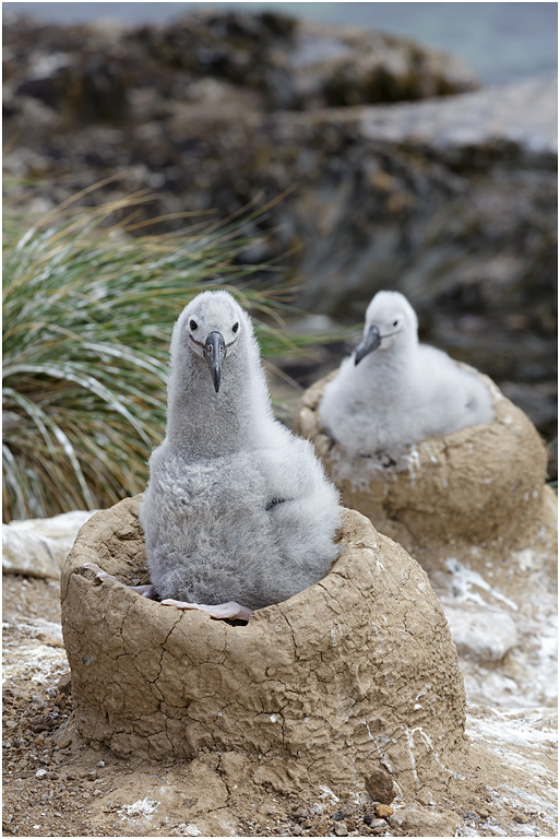 Black-browed Albatross chick