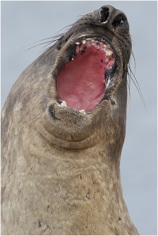 Southern Elephant Seal