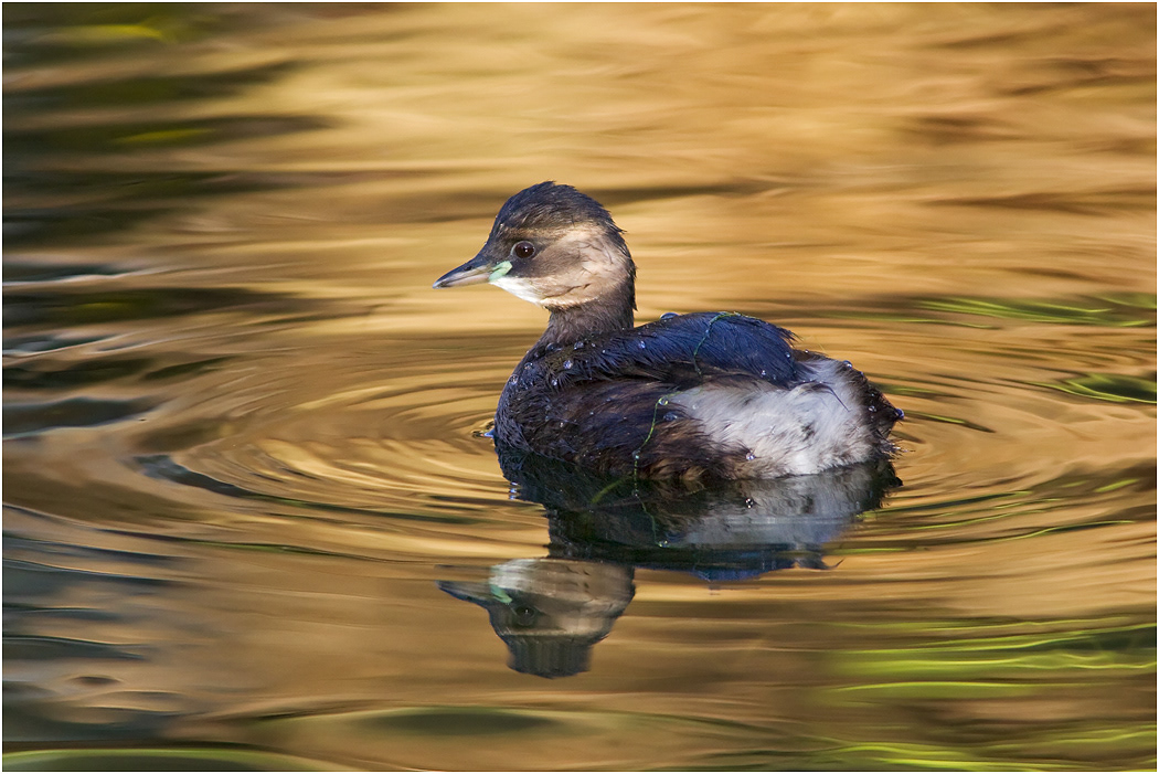 Little Grebe