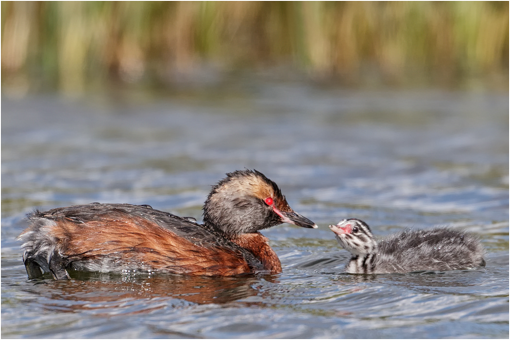 Slavonian Grebe with chick