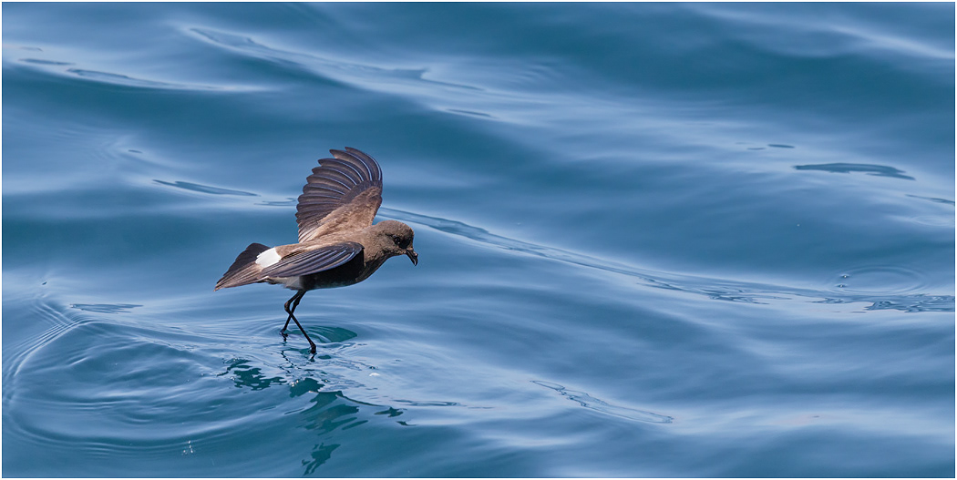 Elliot's Storm Petrel - feeding behaviour