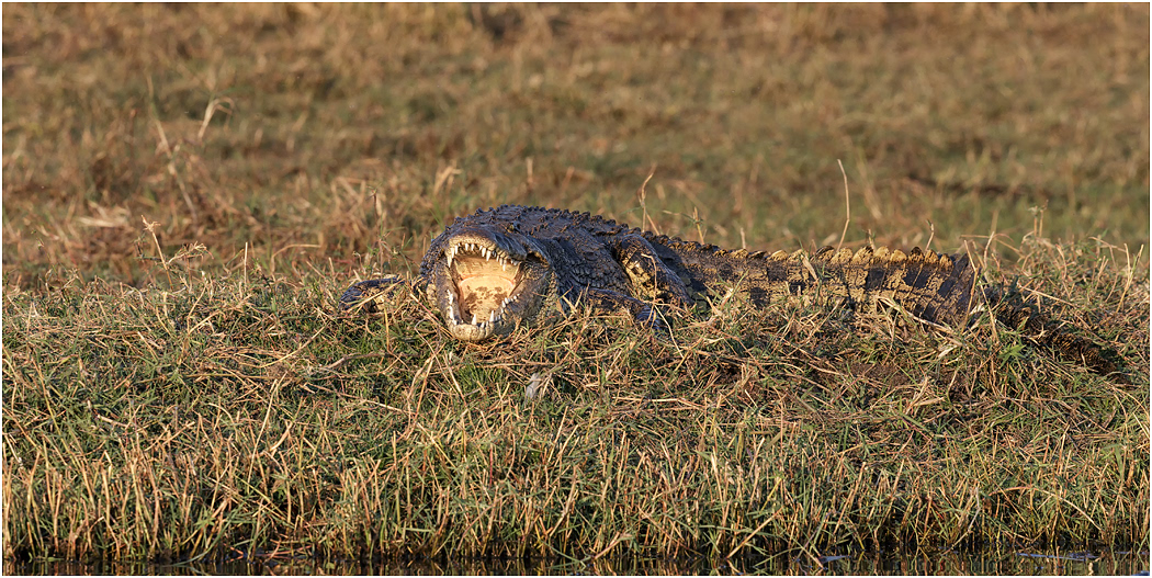 Nile Crocodile - Chobe River, Botswana