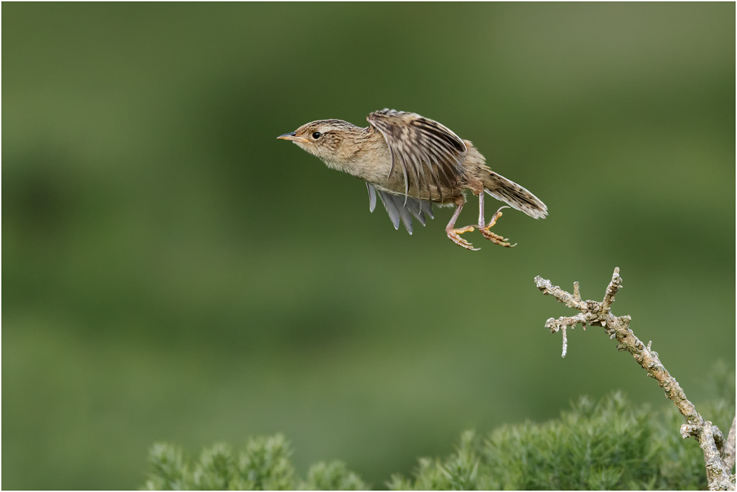 Sedge or Grass Wren