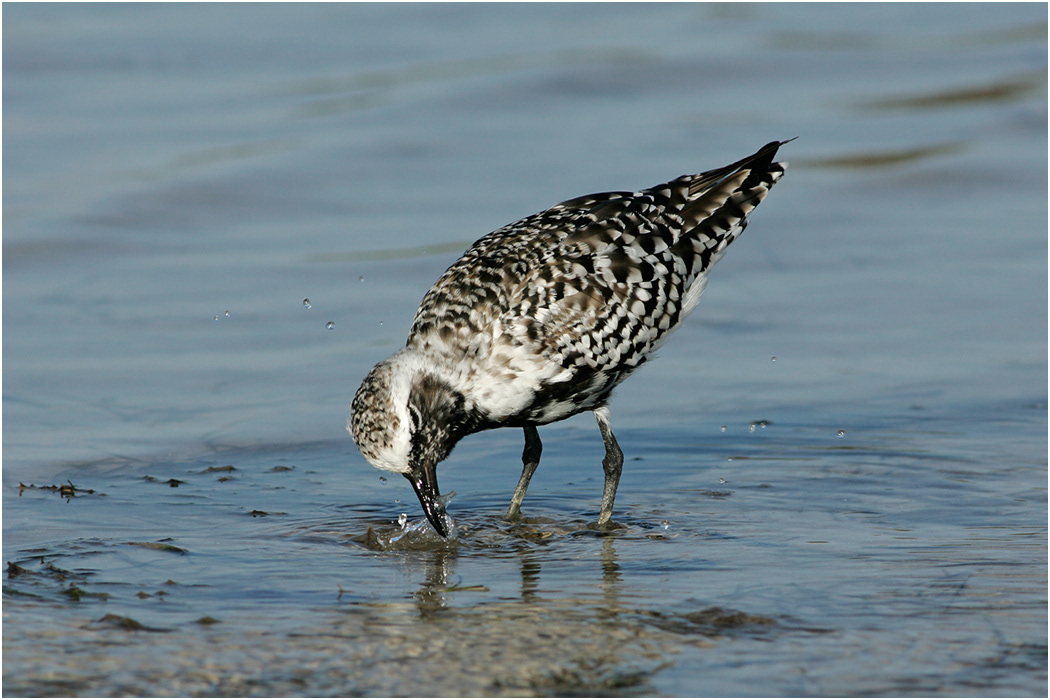 Black-bellied Plover, Galapagos Islands