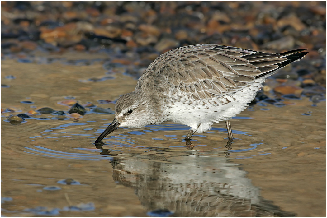 Knot drinking, Winter, Norfolk