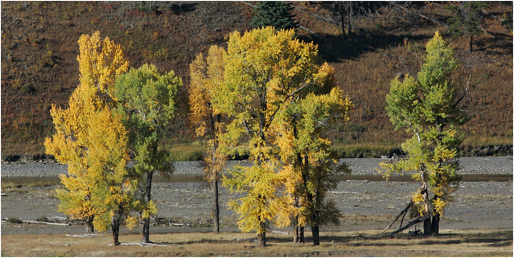 Lamar Valley, Yellowstone National Park