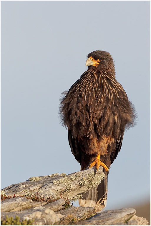 Striated Caracara
