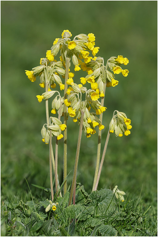 Cowslips