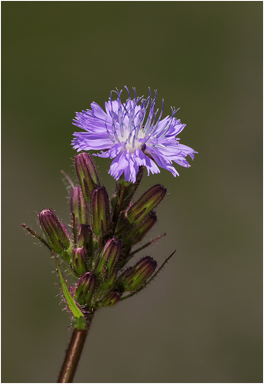 Alpine Sow Thistle - Cicerbita alpina, Blumental