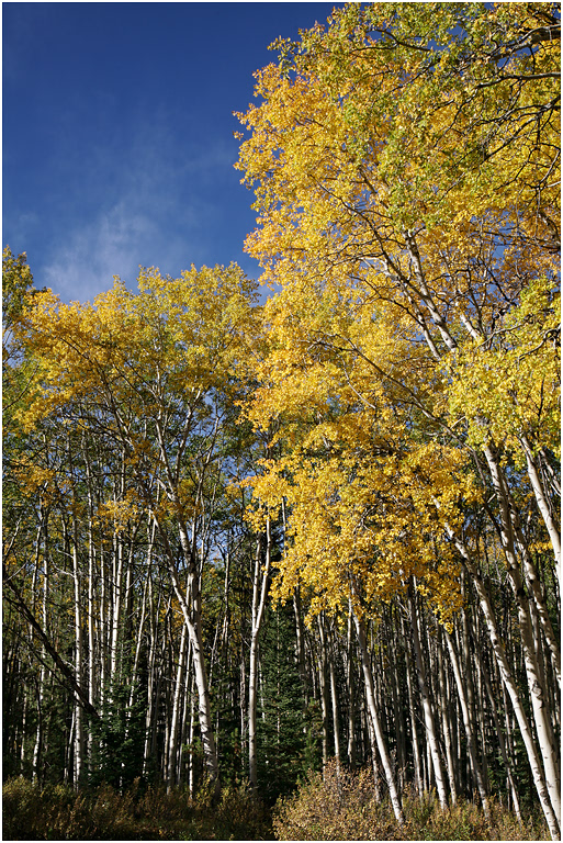 Aspen grove