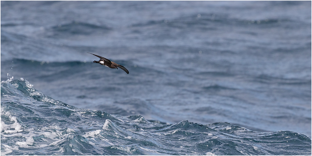 Elliot's Storm Petrel in flight
